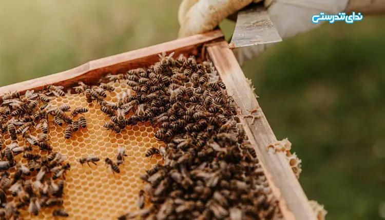 فاصله اجتماعی در زنبورهای عسل